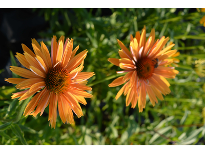 Echinacea purpurea