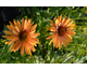Echinacea purpurea Big Kahuna ®