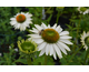 Echinacea purpurea Fragrant Angel