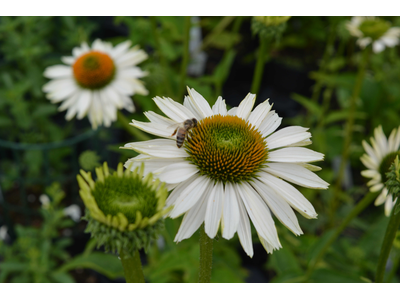 Echinacea purpurea