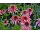 Echinacea purpurea