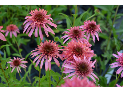 Echinacea purpurea