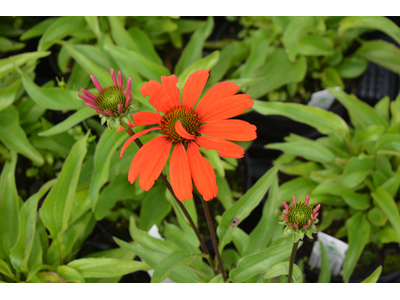 Echinacea purpurea