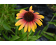 Echinacea purpurea Parrot ®