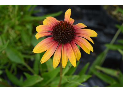 Echinacea purpurea