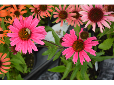 Echinacea purpurea