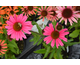 Echinacea purpurea Sensation Pink ®