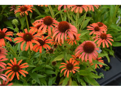 Echinacea purpurea