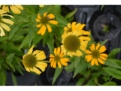 Echinacea purpurea