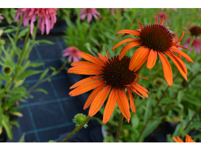 Echinacea purpurea