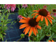 Echinacea purpurea Tiki Torch ®