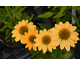 Echinacea purpurea Tweety ®