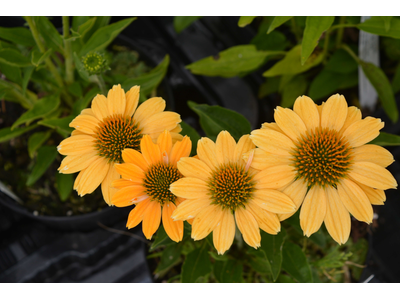 Echinacea purpurea