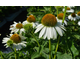 Echinacea Sombrero Blanco