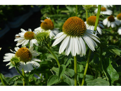 Echinacea