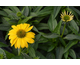 Echinacea Sombrero Lemon Yellow Improved
