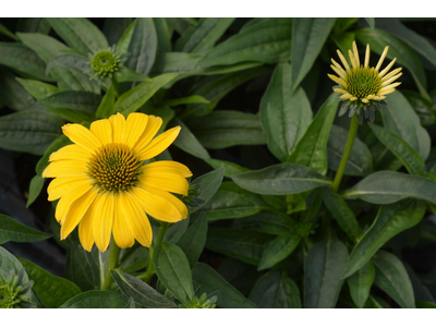 Echinacea