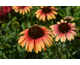 Echinacea