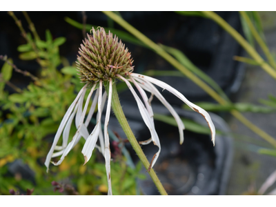 Echinacea pallida