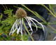 Echinacea pallida Hula Dancer