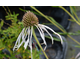 Echinacea pallida