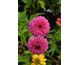 Echinacea purpurea Blackberry Truffle ®