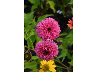 Echinacea purpurea