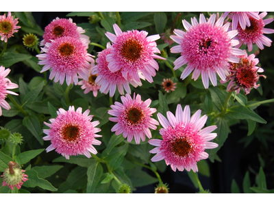 Echinacea purpurea