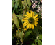 Echinacea purpurea Conetto Banana