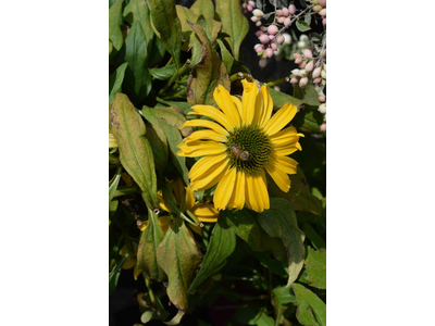 Echinacea purpurea