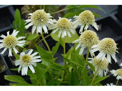 Echinacea purpurea