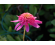 Echinacea purpurea Double Delight Pink