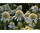 Echinacea purpurea Double Delight White