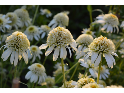 Echinacea purpurea