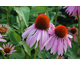 Echinacea purpurea Doubledecker