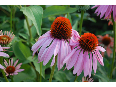 Echinacea purpurea