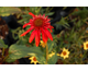 Echinacea purpurea Eccentric