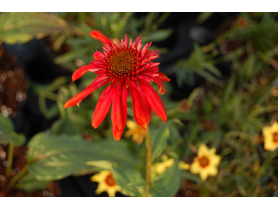 Echinacea purpurea