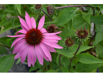 Echinacea purpurea