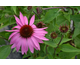 Echinacea purpurea Feeling Pink