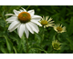 Echinacea purpurea Feeling White