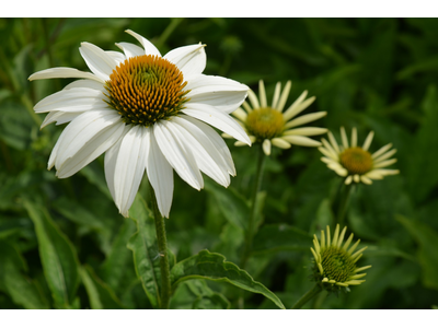 Echinacea purpurea