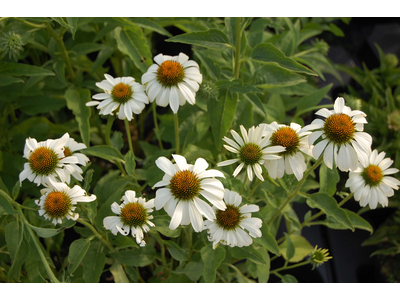 Echinacea purpurea