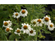 Echinacea purpurea Happy Star