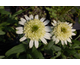 Echinacea purpurea Honeydew ®