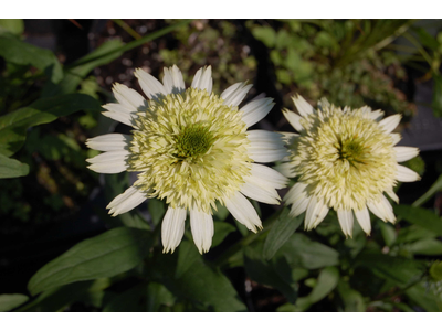 Echinacea purpurea