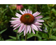 Echinacea purpurea Hope ®