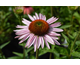 Echinacea purpurea