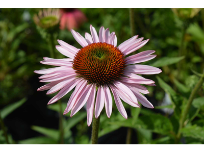 Echinacea purpurea