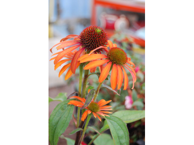 Echinacea purpurea